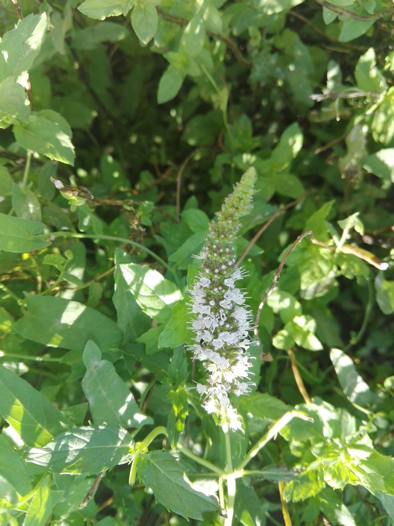 Mint blossoms