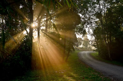 Sunlight streaming through trees in forest