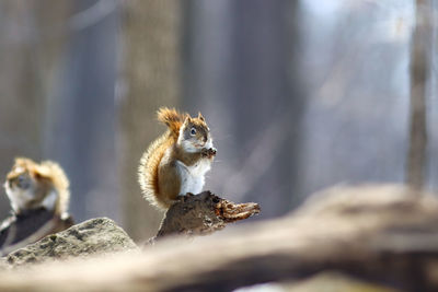 Squirrel on rock