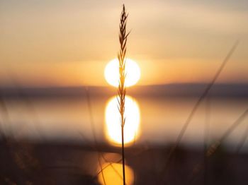 Close-up of plant against sky during sunset