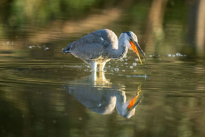 Gray bird in lake