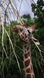Close-up of giraffe against trees