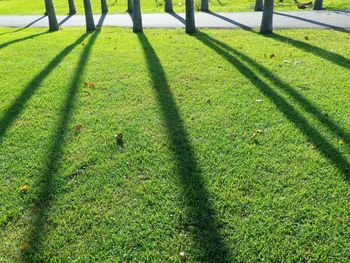 High angle view of shadow on grassy field