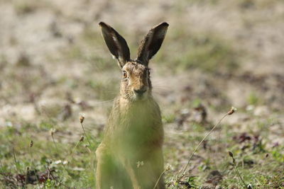 Close-up of deer on field