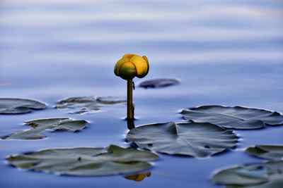 Close-up of water lily in lake