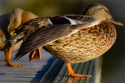 Close-up of bird perching on railing