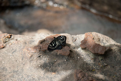 Close-up of insect on rock