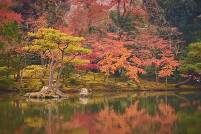 Trees by lake in forest during autumn