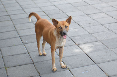 Brown local dog walking on on the courtyard floor