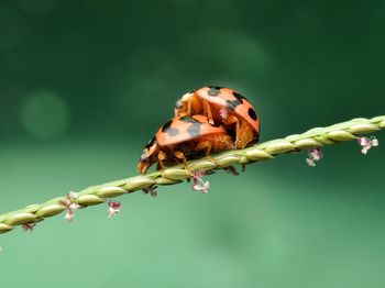 Close-up of insect on flower