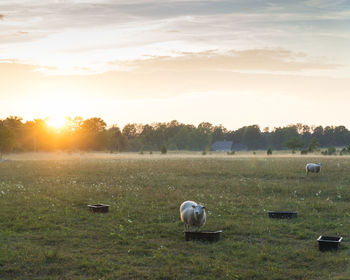 View of sheep on field during sunset