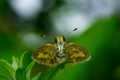 Close-up of butterfly pollinating flower