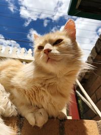 Close-up portrait of cat sitting