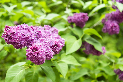 Close-up of pink flowering plant