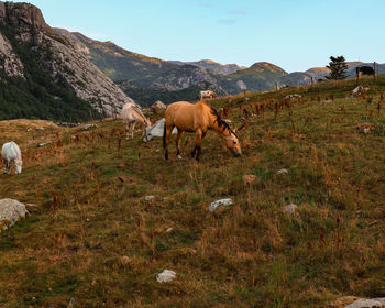 Horses grazing in a field