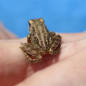 Close-up of hand holding frog