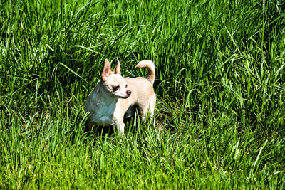 White dog lying on grass