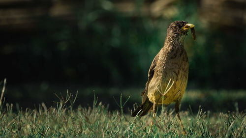 Close-up of bird perching on grass