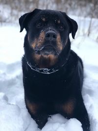 Black dog in snow