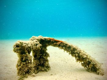 Close-up of anchor long lost on the sand covered seabed