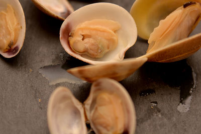 High angle view of shells on table