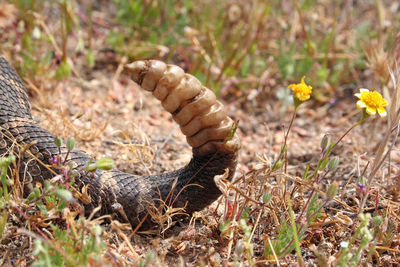 Close-up of lizard on field