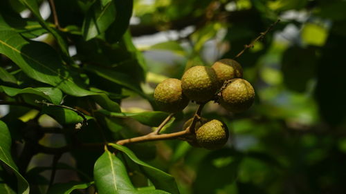 Close-up of fruits growing on tree