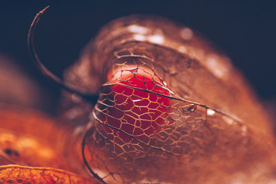 Close-up of cherry