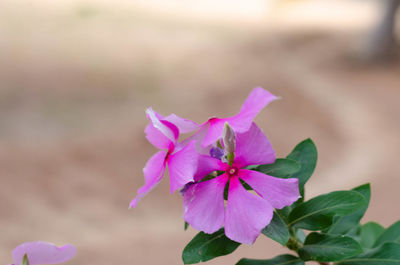 Close-up of pink flowering plant