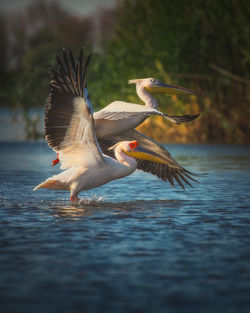 Wild beautiful birds from danube delta, romania. wildlife photography