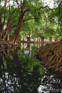 Scenic view of lake in forest