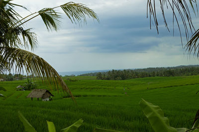 Scenic view of agricultural field against sky
