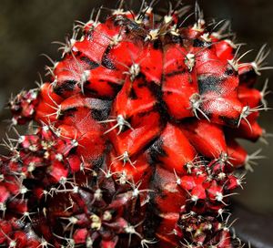 Close-up of red berries growing on plant