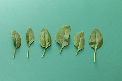 High angle view of leaves on blue background