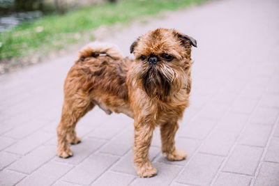 Portrait of dog on footpath