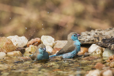 View of birds in water