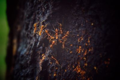 Close-up of plant on tree trunk