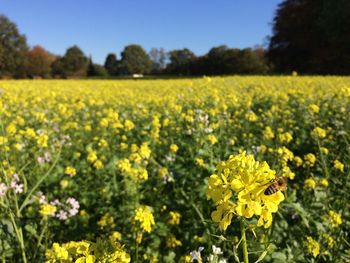 Scenic view of oilseed rape field