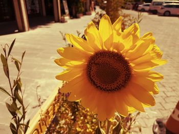 Close-up of yellow flower blooming outdoors