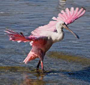 Close-up of roseate spoonbill in lake