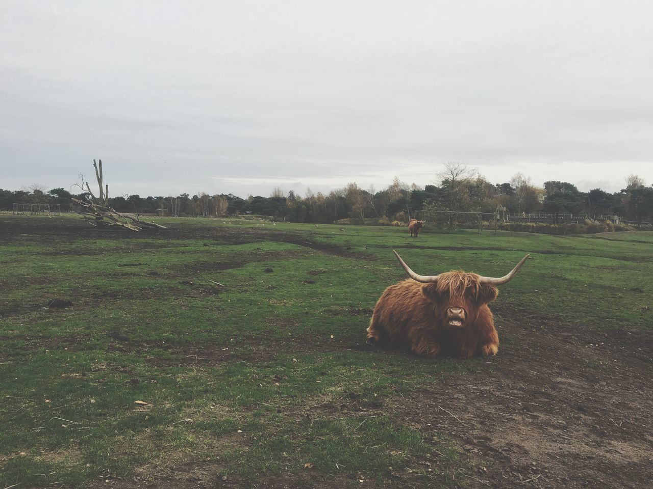 grass, field, animal themes, domestic animals, mammal, sky, landscape, grassy, one animal, rural scene, nature, livestock, tranquility, tranquil scene, cloud - sky, grazing, farm, green color, no people, beauty in nature