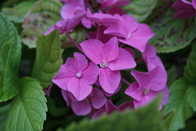 Close-up of pink flowering plant