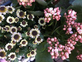 Close-up of pink flowering plants