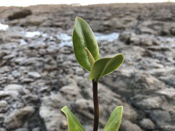 Close-up of small plant growing on land