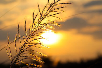 Close-up of stalks against orange sky