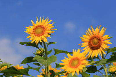 Low angle view of sunflowers against clear blue sky