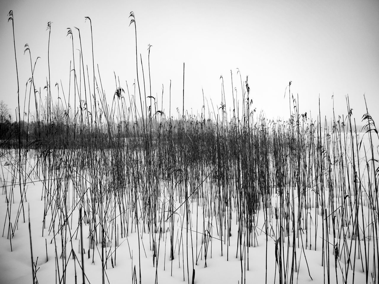 PLANTS IN LAKE AGAINST CLEAR SKY