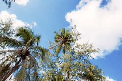 Low angle view of palm trees against sky