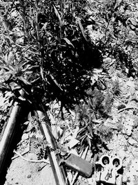 High angle view of flower tree