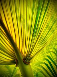 Close-up of palm leaf